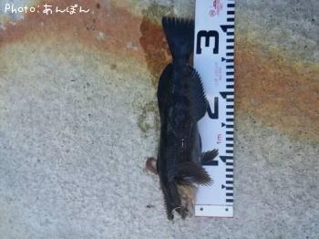 �����ʥ�