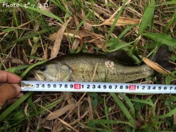 ¥Ö¥é¥Ã¥¯¥Ð¥¹