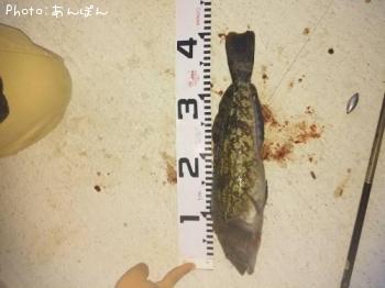 �����ʥ�