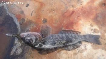 �����ʥ�