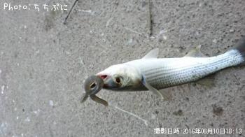 ¥Ü¥é