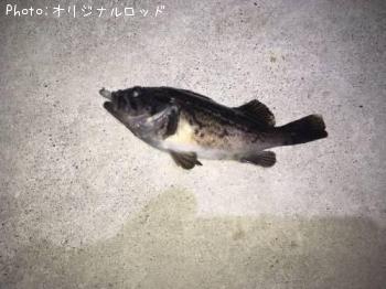 ¥¯¥í¥½¥¤
