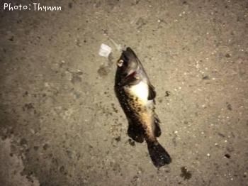 ���ӥ���