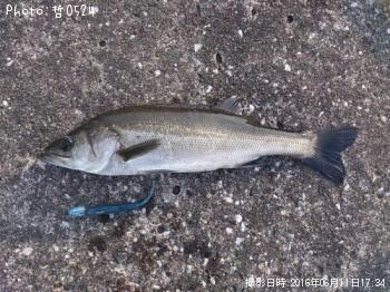 ¡¡¥·¡¼¥Ð¥¹