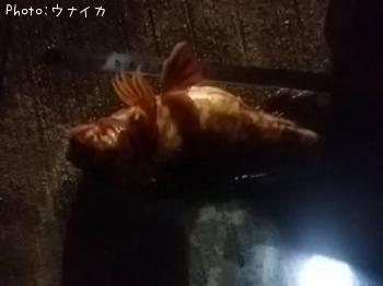 ¥«¥µ¥´