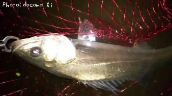 �����Х�