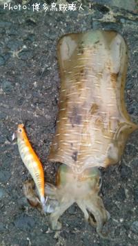 ¥¢¥ª¥ê¥¤¥«