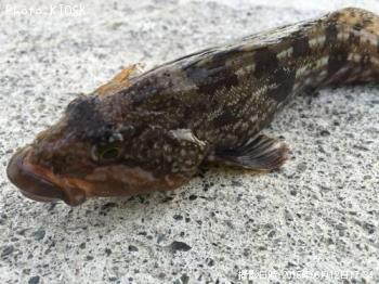 �����ʥ�