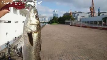 �����Х�