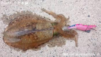 ¥¢¥ª¥ê¥¤¥«