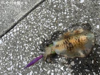 �����ꥤ��