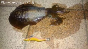 �����ꥤ��