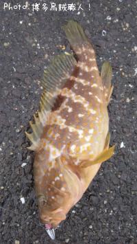 �����ϥ�