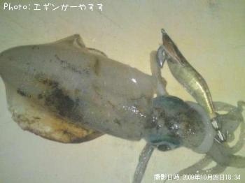 ¥¢¥ª¥ê±¨Â±