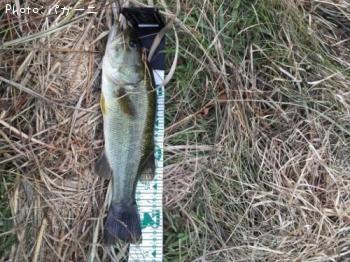 ¥Ö¥é¥Ã¥¯¥Ð¥¹