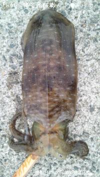 �����ꥤ��