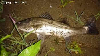 �����Х�