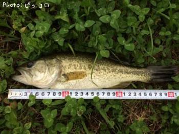 �֥�å��Х�