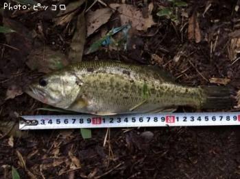 ¥Ö¥é¥Ã¥¯¥Ð¥¹