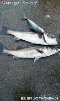 ¥·¡¼¥Ð¥¹¤È¥ï¥«¥·