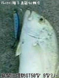 �����˥󥢥�