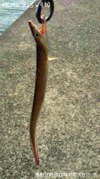 ���ʥ����ϥ⡩