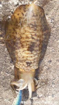 �����ꥤ��