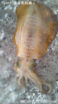 �����ꥤ��