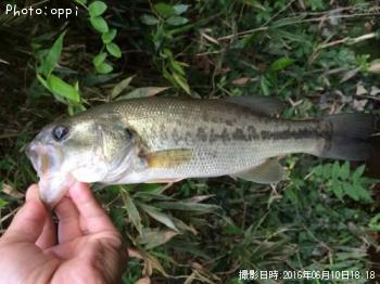 �֥�å��Х�