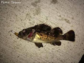 ���ӥ����ܥ���ƨ��