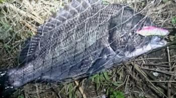 ��������