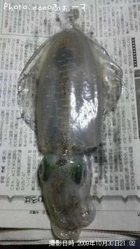 ¥¢¥ª¥ê¥¤¥«