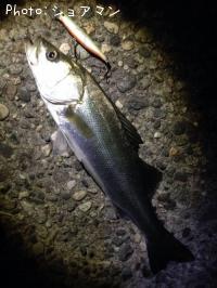 �����Х�