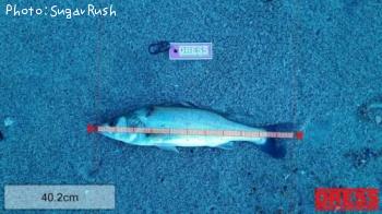 �����Х�