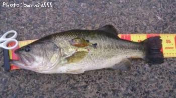 ¥Ö¥é¥Ã¥¯¥Ð¥¹