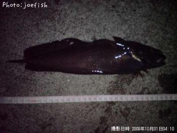 ¥¨¥¾¥¤¥½¥¢¥¤¥Ê¥á