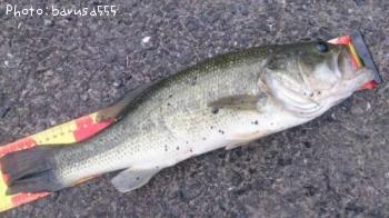 ¥Ö¥é¥Ã¥¯¥Ð¥¹