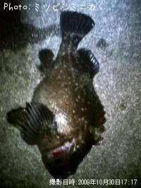 ¥¿¥±¥Î¥³¥á¥Ð¥ë