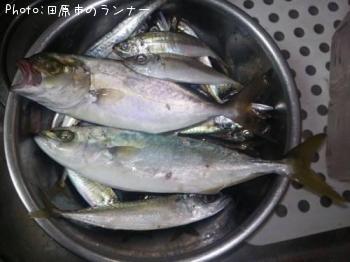 ¥¢¥Ö¥³¡õ¥·¥ç¥´Åù