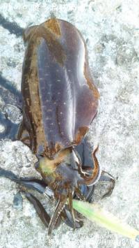 ¥¢¥ª¥ê¥¤¥«