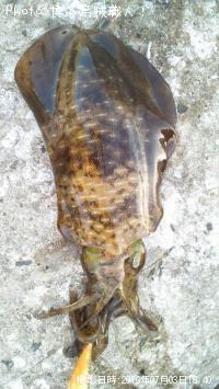 ¥¢¥ª¥ê¥¤¥«