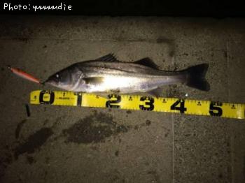 �����Х�