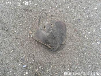 ���ƥ��󥰥졼