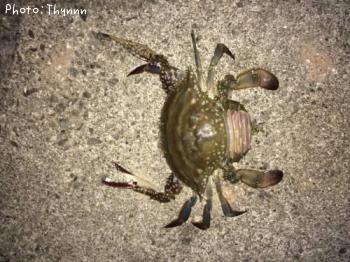 ¥ï¥¿¥ê¥¬¥Ë