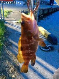 �����ϥ�