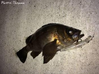 ¥á¥Ð¥ë¥Ü¥¦¥ºÆ¨¤ì