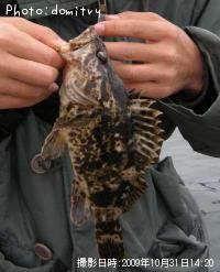 ¥¿¥±¥Î¥³¥á¥Ð¥ë