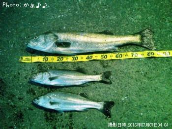 ¥·¡¼¥Ð¥¹¡Ü¿·»Æ