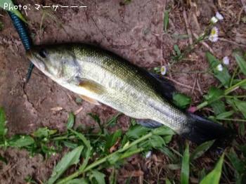 ¥Ö¥é¥Ã¥¯¥Ð¥¹