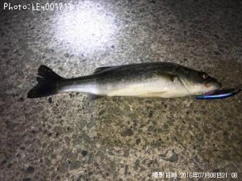 �����Х�